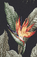 10kaena - bird of paradise flowers on a blue fabric for clothing or curtain fabric.