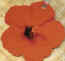 red hibiscus
