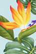 20imi - Bird of paradise and Monstera apparel fabric.