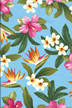 80la hai tourquoise Hawaiian floral cotton apparel weight fabric, with hibiscus, plumeria and Bird of paradise.
