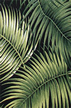 Mana black Tropical leaves on cotton nubby bark cloth - upholstery.