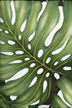 Ohana Cream Tropical Hawaiian 
 Leaves on a cotton upholstery twill fabric.