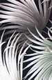Big Palm frawns Upholstery Barkcloth