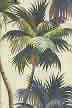 Waikiki Natural Vintage Palm Trees Print on bark crepe textured  bark cloth fabric