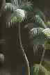 Waikiki Black Barkcloth Upholstery - Palm trees, Hawaiian vintage style fabric