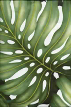 Ohana Twill Tropical Monstera leaves on cotton twill
