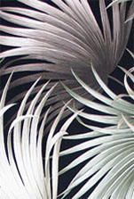 Hawaiian vintage Big Palm frawns Upholstery Barkcloth