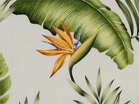 10lelina plumeria, bird of paradise
