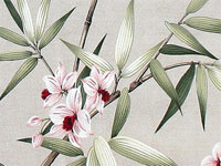 10lelina plumeria, bird of paradise