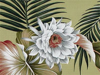 30night blooming natural