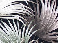 10mokio surfboards, woodies, apparel cotton, Hawaiian vintage style fabric
