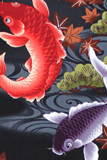 Colorful Koi, japanese maple trees, over swirling water.