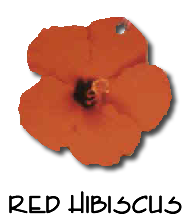 red Hibiscus