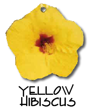 Yellow Hibiscus