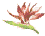 Bird Of Paradise Motifs