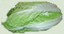 chinese cabbage