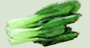pak choy