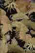 Use for upholstery, drapes, cushions, pillows, jackets, bags, tables