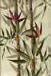 Use for curtains, clothing, bedding loose slip covers or pillows