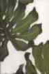 30 ohana Tropical Monstera leaves on light soft polar fleece