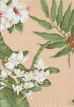 14pua Hawaiian vintage style fabric
