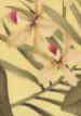 Hamakua Maize Tropical Hibiscus & Ginger Orchids on cotton non-upholstery bark cloth