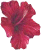 Hibiscus Flower Motifs